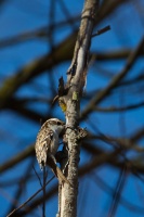 Certhia familiaris (Grimpereau des bois)