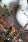 Eulampis holosericeus (Colibri falle-vert)