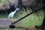 Bubulcus ibis (Héron garde-boeufs)