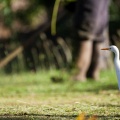 bubulcus-ibis-guadeloupe-2.jpg