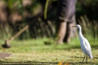 Bubulcus ibis (Héron garde-boeufs)