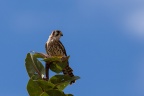 Falco sparverius (Crécerelle d'Amérique)