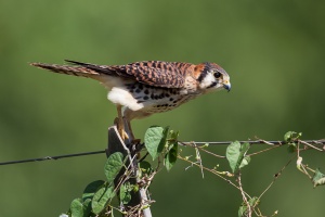 Falco sparverius (Crécerelle d'Amérique)