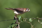 Falco sparverius (Crécerelle d'Amérique)