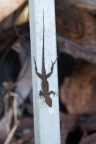 Lézard, sp. indet.