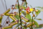 Utetheisa sp. indet.