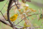 Dendroica petechia (Paruline jaune)