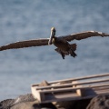 Pelecanus occidentalis (Pélican brun)