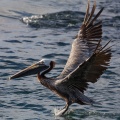 Pelecanus occidentalis (Pélican brun)