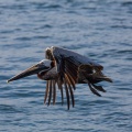 Pelecanus occidentalis (Pélican brun)