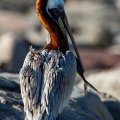 Pelecanus occidentalis (Pélican brun)