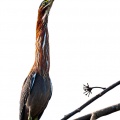 Butorides virescens (Héron vert)