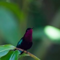 eulampis-jugularis-guadeloupe-2.jpg