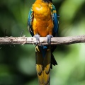 Ara ararauna (Ara bleu)
