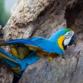 ara-ararauna-guadeloupe-3.jpg