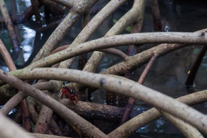 Crabe de mangrove, sp. indet.