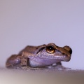 Eleutherodactylus martinicensis (L'Hylode de la Martinique)