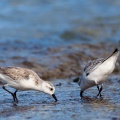 Calidris alba (Bécasseau sanderling)