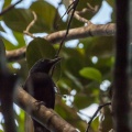 melanerpes-herminieri-guadeloupe.jpg
