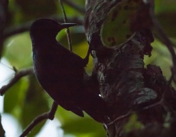 Melanerpes herminieri (Pic de la Guadeloupe)