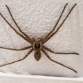 heteropoda-venatoria-guadeloupe.jpg