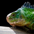 iguana-delicatissima-guadeloupe.jpg