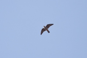 Falco subbuteo (Faucon hobereau)