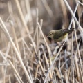 Phylloscopus trochilus (Pouillot fitis)