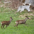 capreolus-capreolus-switzerland-2.jpg