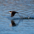cinclus-cinclus-switzerland-3.jpg