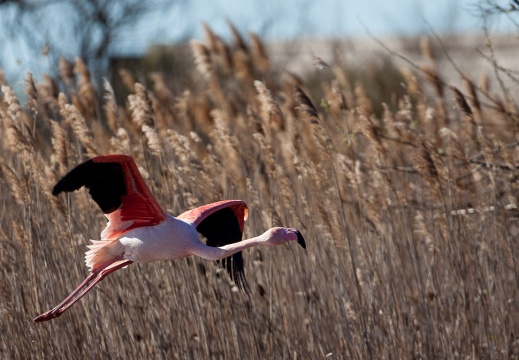 Phoenicopterus ruber (Flaman rose)