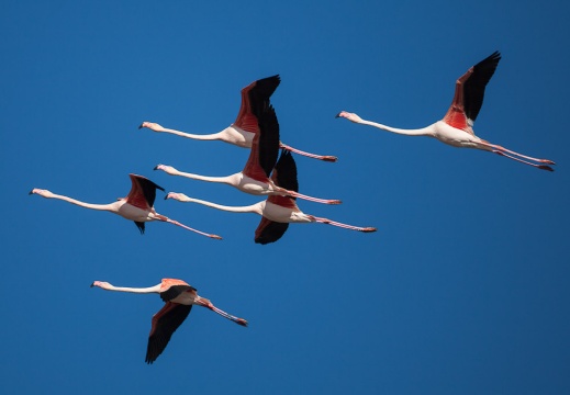 Phoenicopterus ruber (Flaman rose)