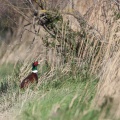 phasianus-colchicus-france.jpg
