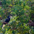 Rhyticeros undulatus