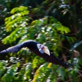 rhyticeros-undulatus-thailand-2.jpg