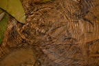 Gyrinidae sp. indet.