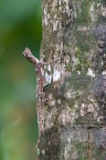Anolis, sp. indet.