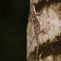 anolis-sp-vietnam-3.jpg