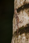 Anolis, sp. indet.