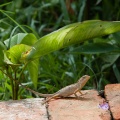 lizard-sp-vietnam.jpg