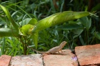 Lizard, sp. indet.