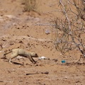 spermophilopsis-leptodactylus-uzbekistan.jpg