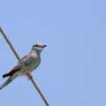 coracias-garrulus-uzbekistan.jpg