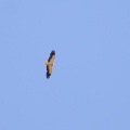 Neophron percnopterus (Vautour percnoptère)