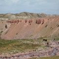Bos grunniens (Yak)