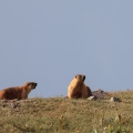 marmota-caudata-kyrgyzstan-2.jpg