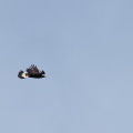 Aquila chrysaetos (Aigle royal)