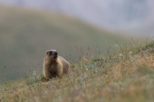 Marmota caudata (Marmotte à longue queue)