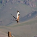 Buteo rufinus (Buse féroce)