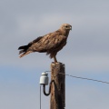 Buteo rufinus (Buse féroce)
